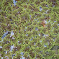 Azolla pinnata   R.Br.